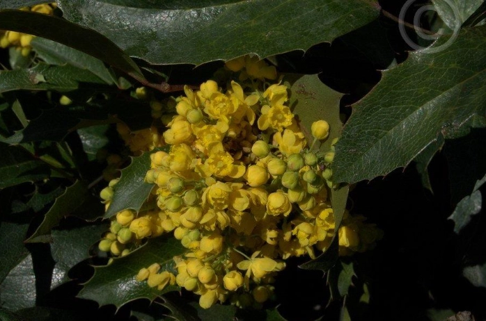 oregon grape holly uses