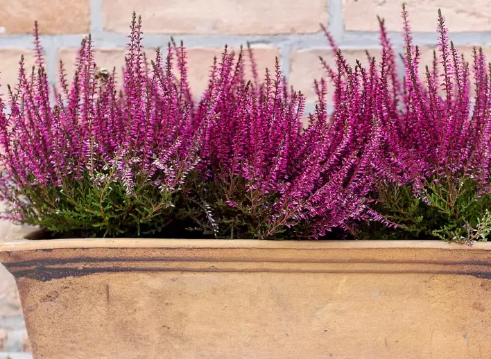 heather bush care heather bush care