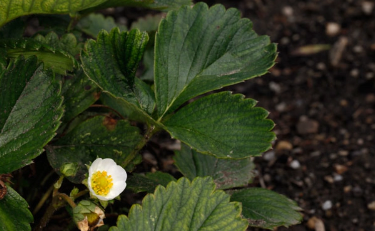 strawberry varieties