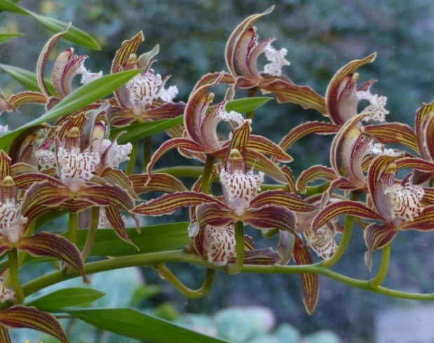 How to care for Cymbidium orchids How to care for Cymbidium orchids