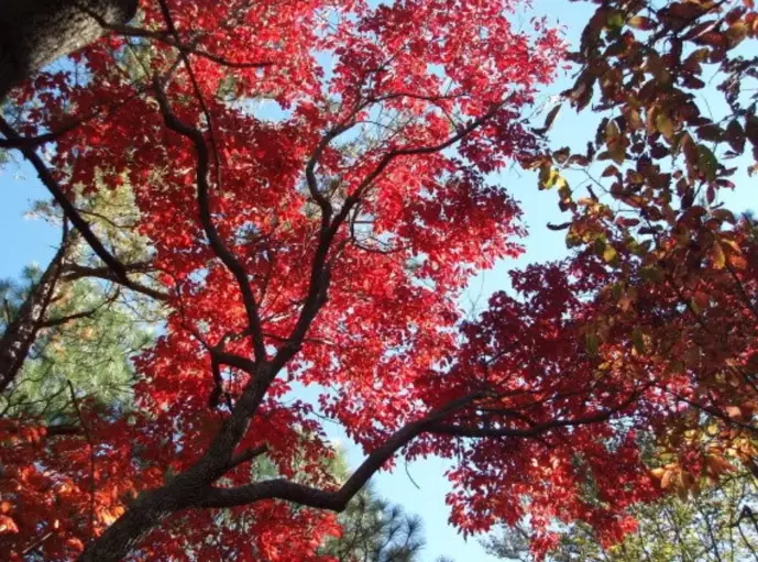 sourwood honey benefits