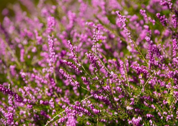 heather bush care heather bush care