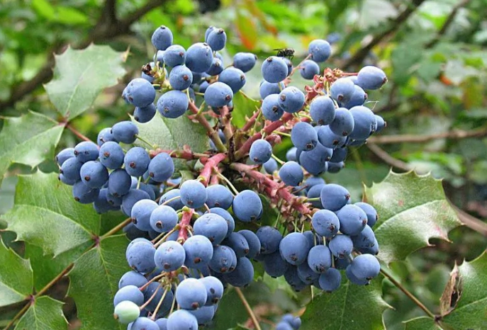 mahonia aquifolium pruning