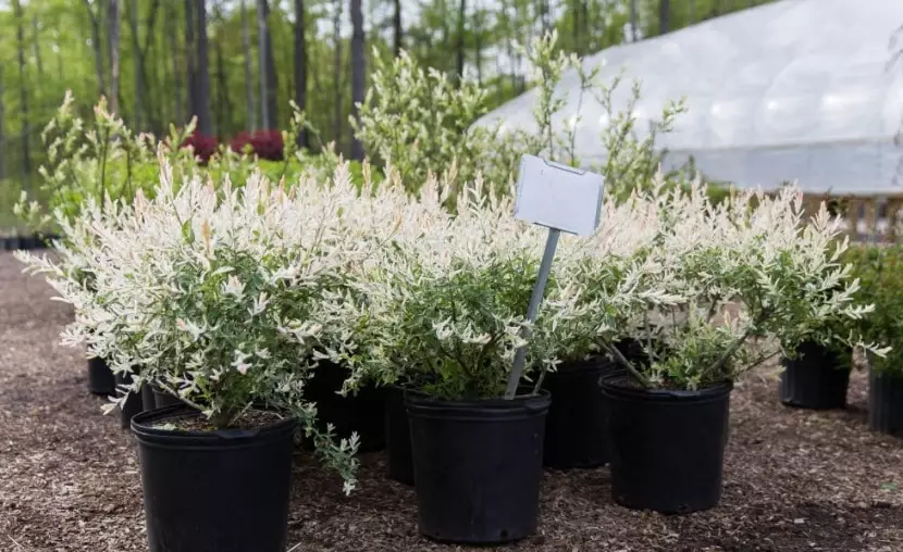 dwarf willow varieties