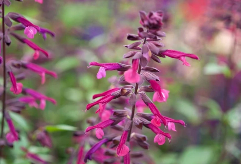 salvia varieties