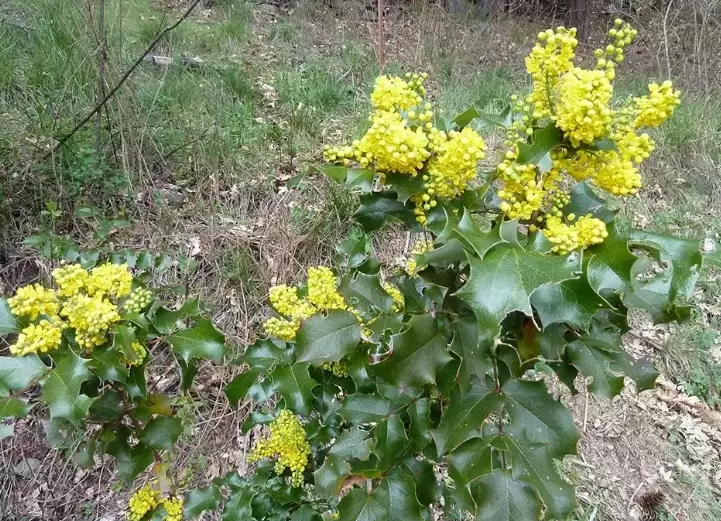 mahonia aquifolium pruning