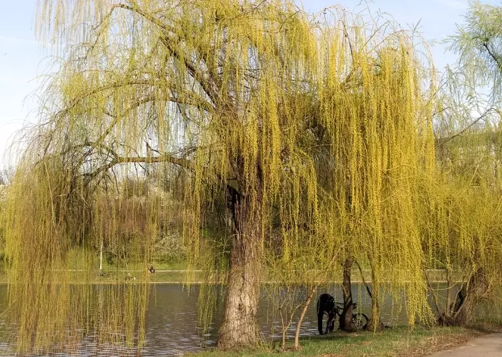 willow tree varieties