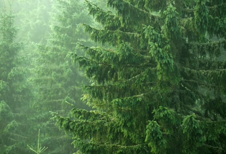 types of spruce trees