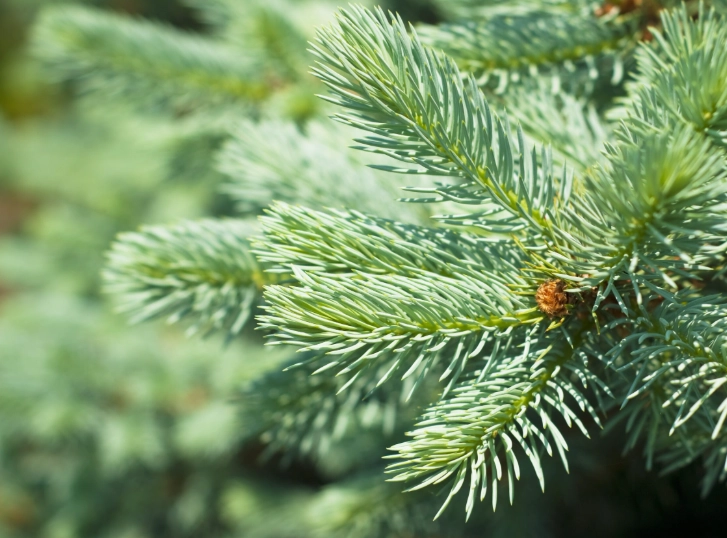 spruce tree identification