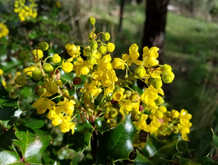 oregon grape holly uses