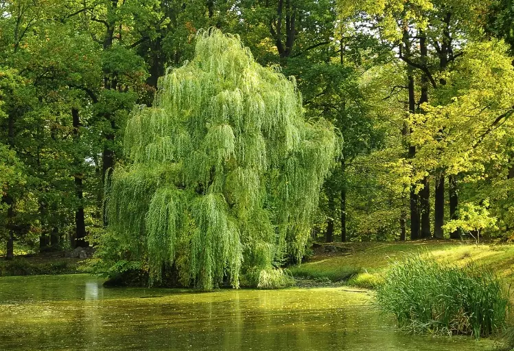 dwarf willow varieties
