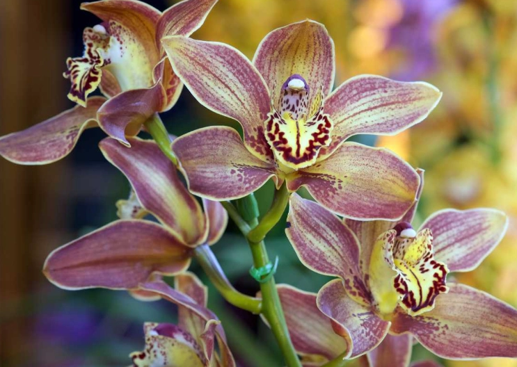 How to care for Cymbidium orchids How to care for Cymbidium orchids