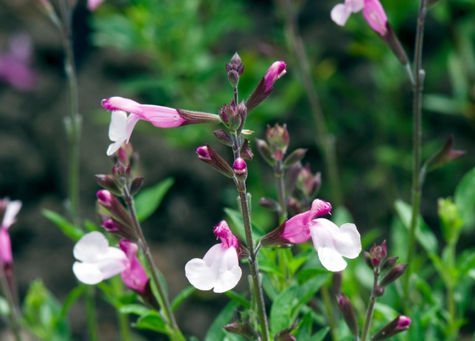 perennial salvias