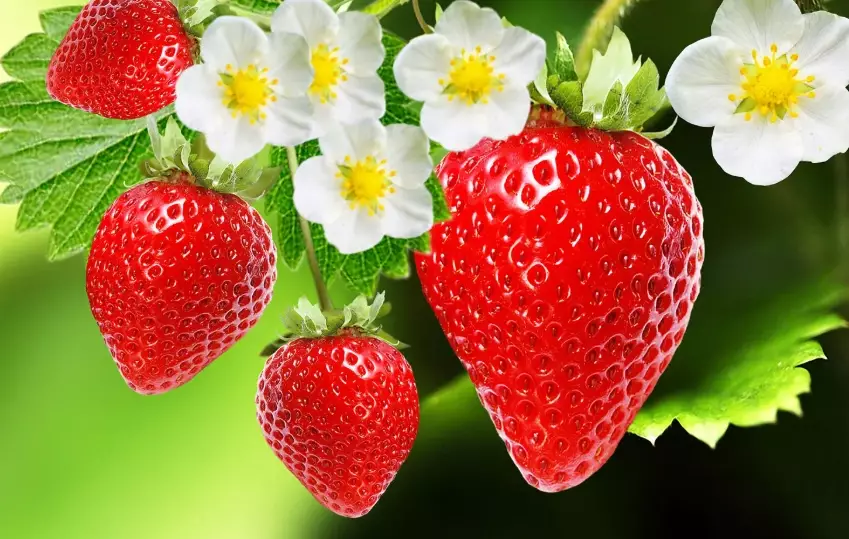 Fragaria genus