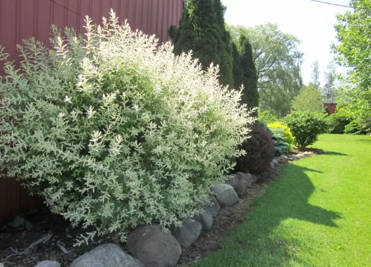 planting willow bushes
