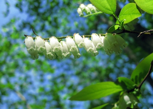 Oxydendrum arboreum planting