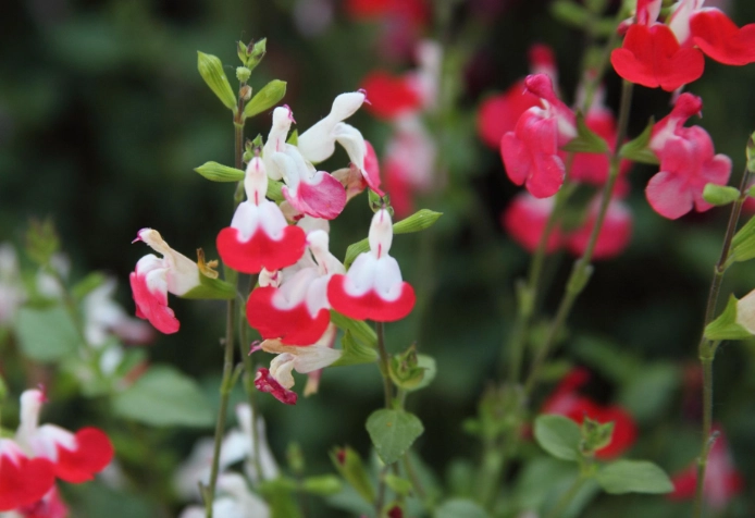 salvia varieties
