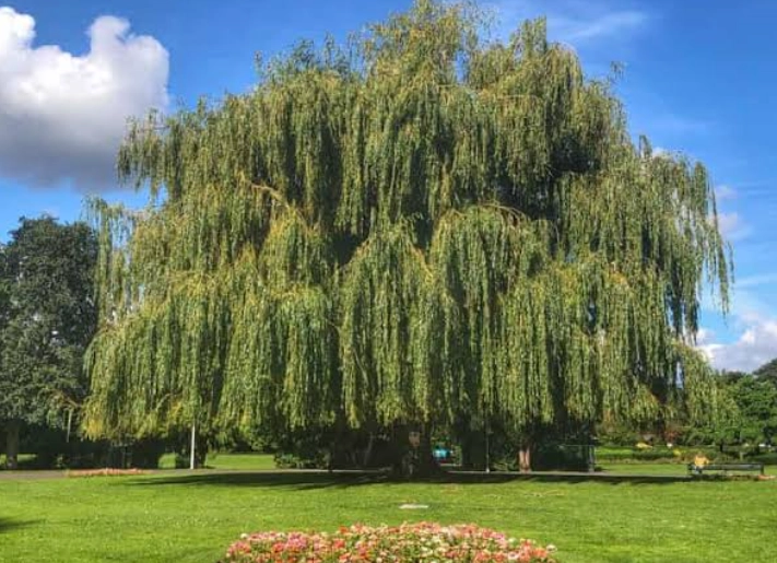 types of willow trees