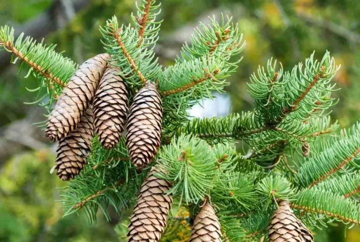 spruce tree identification