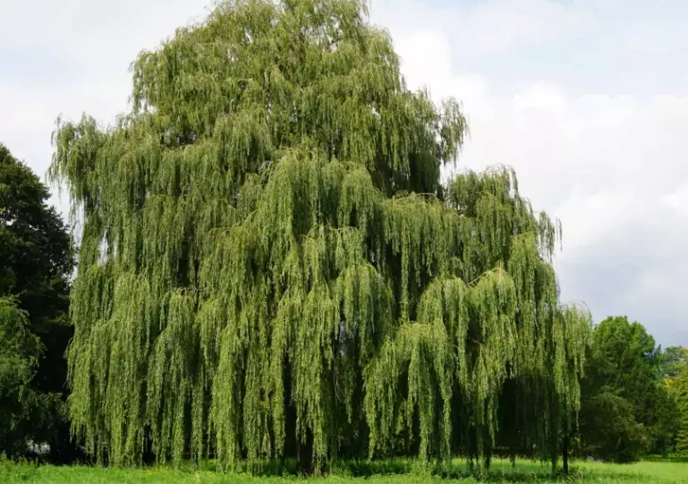 willow tree varieties
