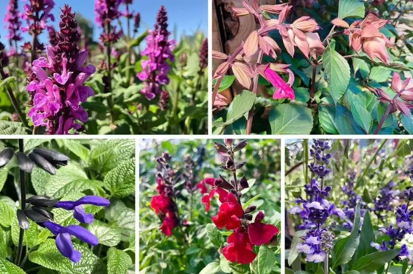 salvia varieties