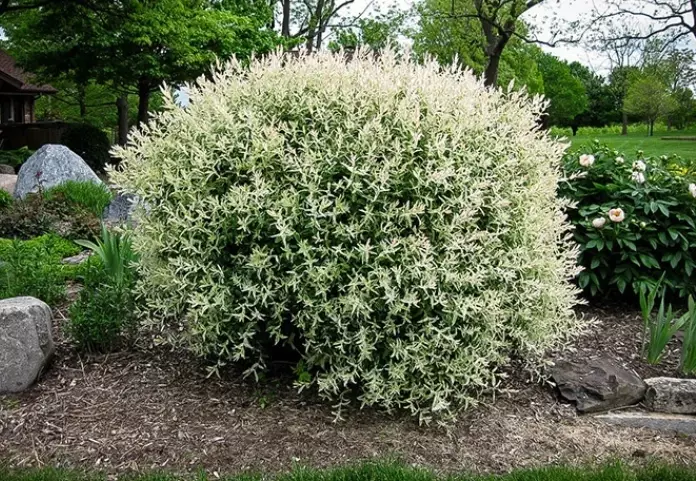 dwarf willow varieties