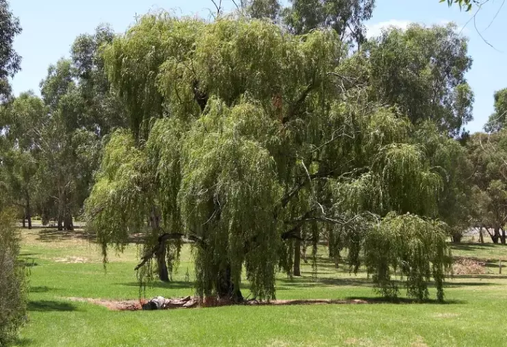 willow species identification