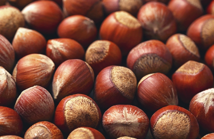 filbert vs hazelnut