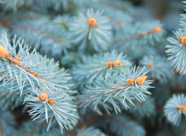 types of spruce trees