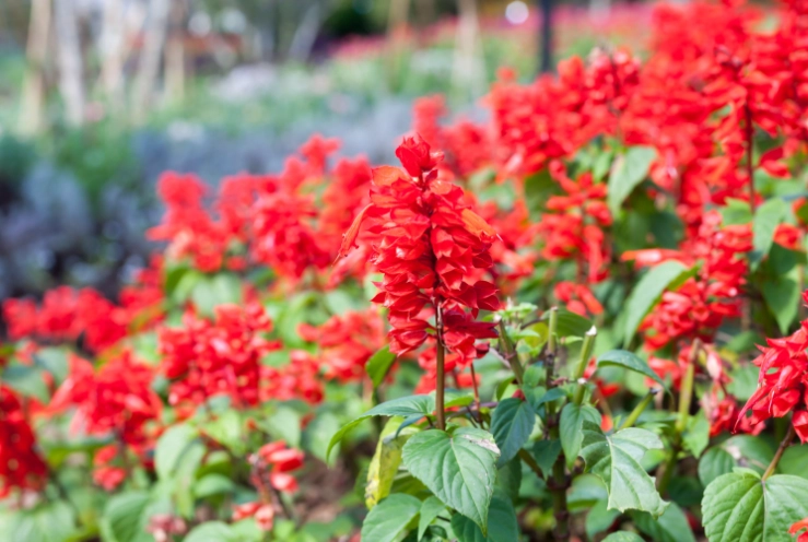 salvia varieties