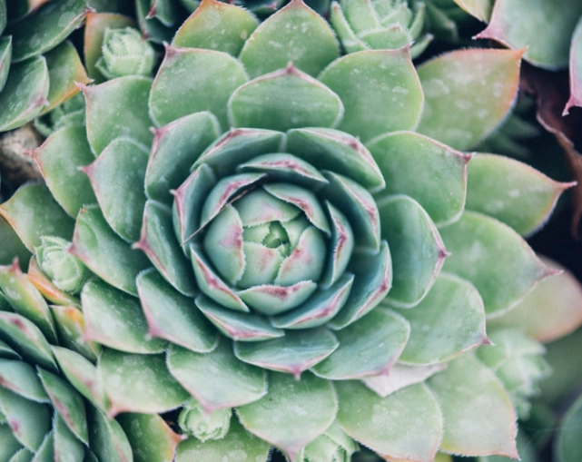how to grow sempervivum
