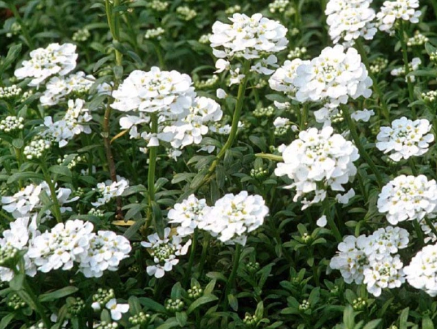 how to grow candytuft