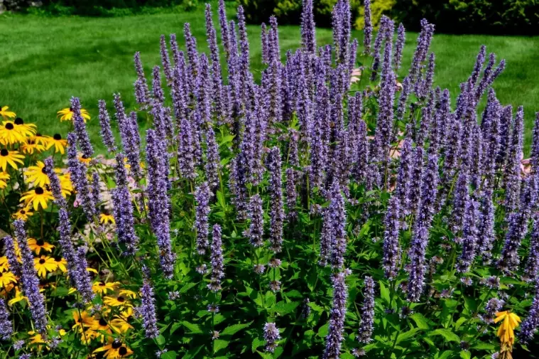 anise hyssop uses