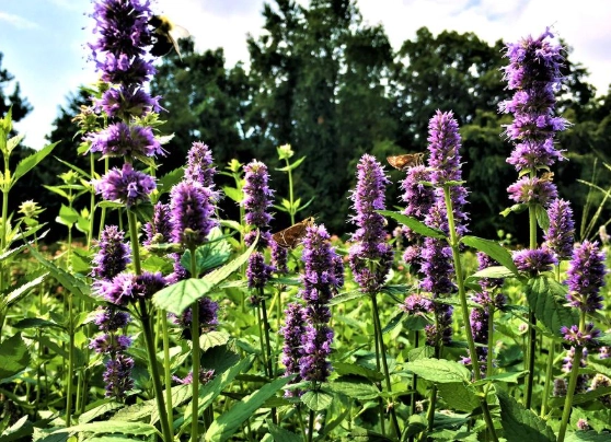 Agastache foeniculum care