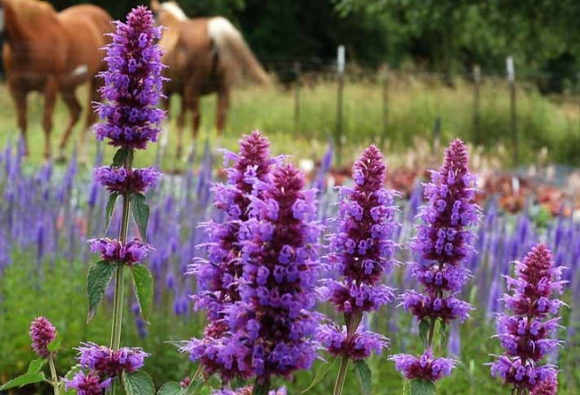 Agastache foeniculum care