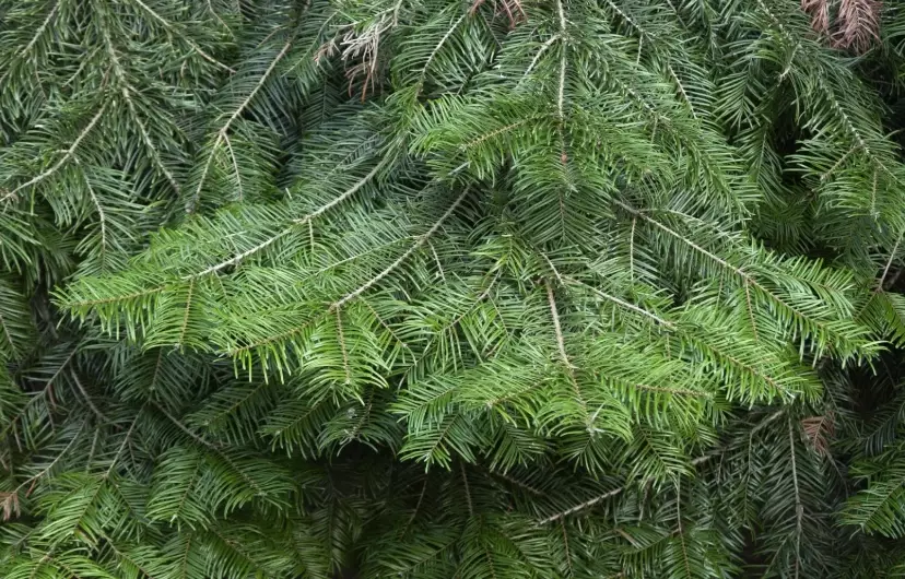 grand fir christmas tree