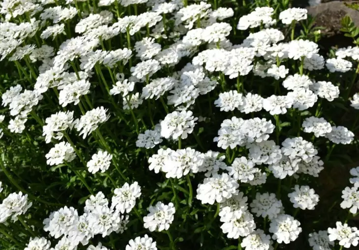 how to grow candytuft