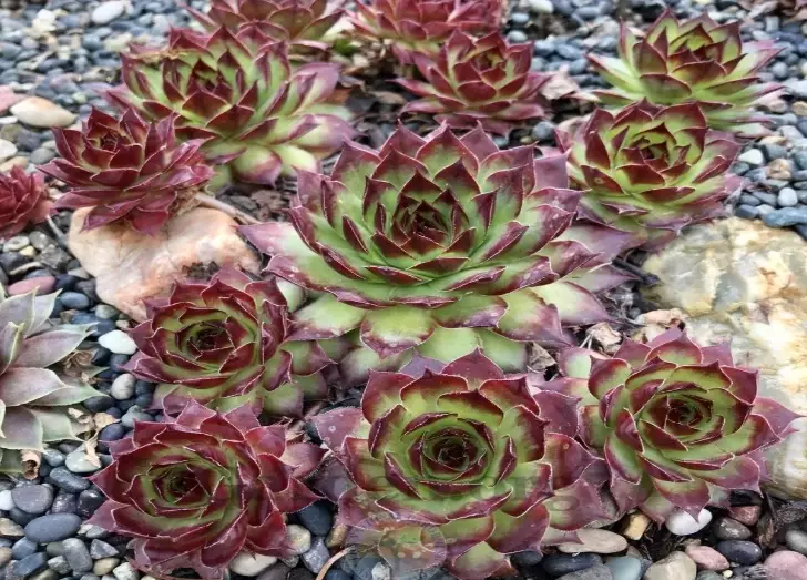 sempervivum plant