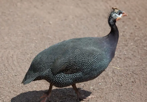 fritillaria meleagris bulbs