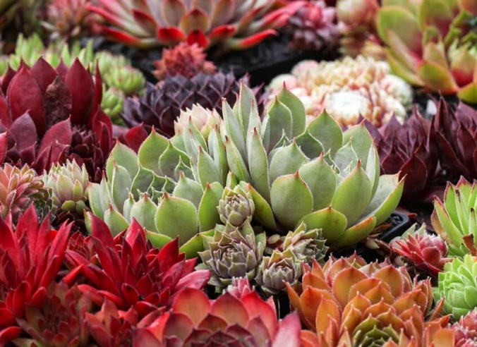 sempervivum varieties