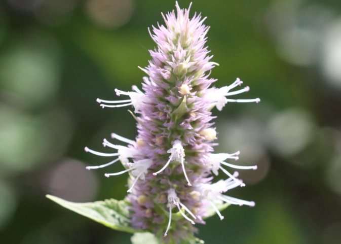 anise hyssop uses