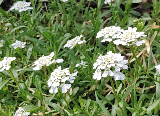 candytuft care