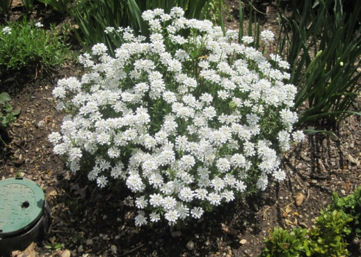 candytuft care