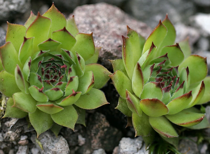 how to grow sempervivum