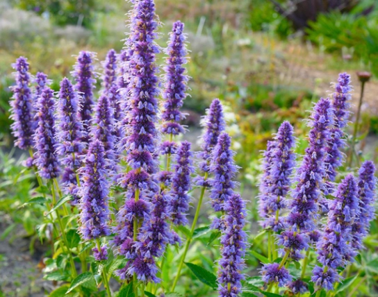 Agastache foeniculum care