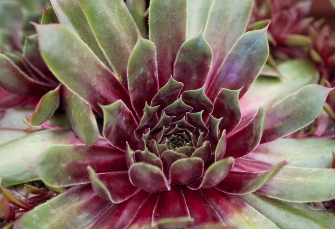 sempervivum care