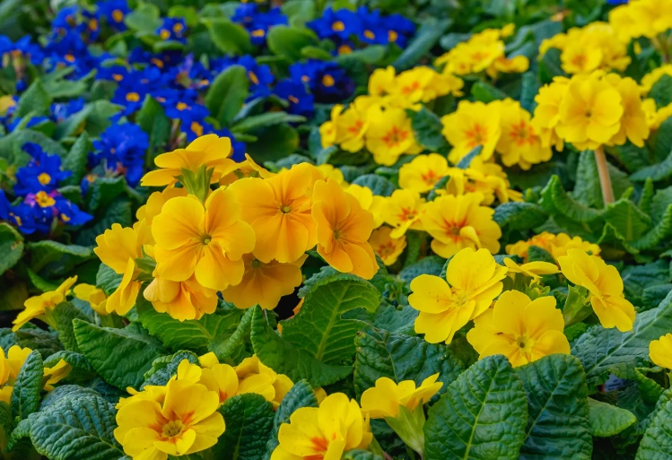 primrose perennial