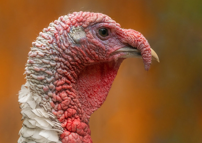 fritillaria meleagris bulbs