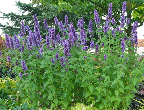 anise hyssop uses