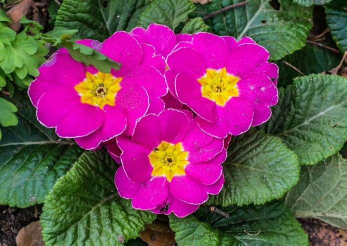 primrose plant care